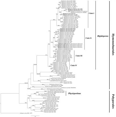 Phylogeny and diversity of Rigidoporus (Hymenochaetales, Basidiomycota), including three new species from Asia